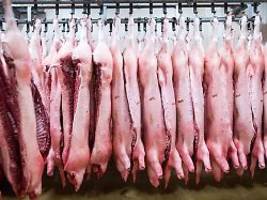 revanche für e-auto-strafzölle: china nimmt schweinefleisch aus der eu ins visier