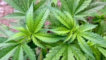 Cannabis-Konsum steigt bei einer Gruppe besonders stark