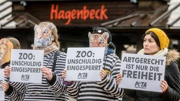 tierpark hagenbeck: peta plant provokante aktion vorm eingang