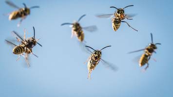 Wespenabwehr - Zwei effektive Tipps mit denen Sie nervige Wespen vertreiben