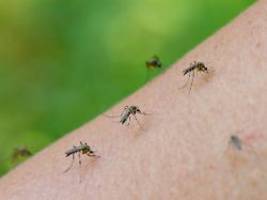 hausmittel und tipps: mückenplage droht: so schützt man sich vor den insekten