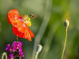 Nährwert von Blüten: Welche Pflanzen sind für Wildbienen am besten?