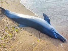 Ökozid in der Ukraine: Im Schwarzen Meer sind Tausende Delfine verendet