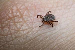 zecken auf dem vormarsch: durchbruch bei der impfung gegen borreliose?