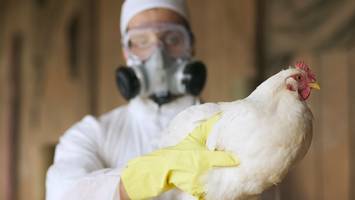 epidemiologe ordnet drosten-warnung ein - wenn vogelgrippe zur pandemie wird, war „corona spaziergang dagegen“