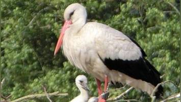 tier-drama in kaltenkirchen: blitz schlug ins storchnest