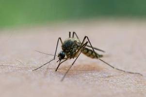 Warum werden manche Menschen häufiger von Mücken gestochen?