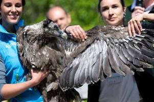 geier wiggerl hebt zum jungfernflug ab
