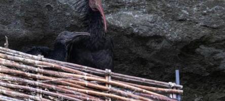 nachwuchs in der felswand: waldrapp-küken zeigen sich