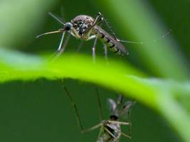 nach den hochwassern: stechmücken überall – wie lange noch?