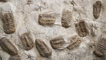 forscher entdecken einmalige fossilien in marroko
