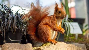 Eichhörnchen lebt im Tropenhaus – so sorgt Humboldt für Aufsehen
 