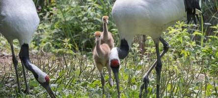 nachwuchs bei mandschurenkranichen im zoo heidelberg