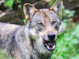 enge grenzen für abschuss: eugh bekräftigt verbot der jagd auf wölfe