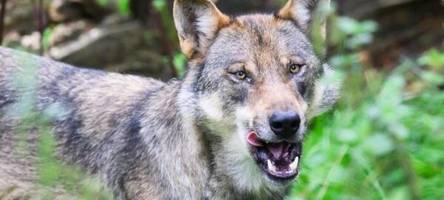 urteil: wolfsjagdverbot auch in Österreich gültig
