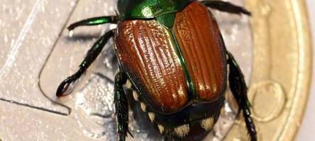 japankäfer-kolonie in schweiz erhöht gefahr für deutschland