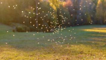 Besonders aggressiv - Mückenschwärme im Garten! Diese Hausmittel helfen