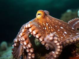 Biologie: Ich, Oktopus