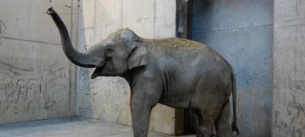 „Sie berüsselten sich“: Zweiter Elefant trifft im Augsburger Zoo ein