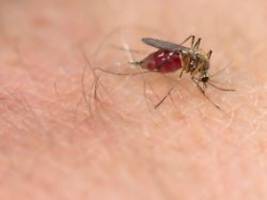 mythen im faktencheck: werden mücken wirklich von licht und süßem blut angezogen?