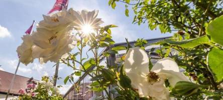 rosenfest endet mit rosenkorso - hochsommer in hessen