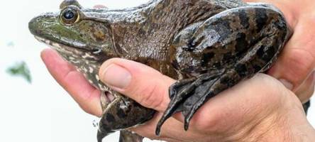 ochsenfrösche in hessen bislang kein problem