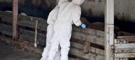 weitere fälle afrikanischer schweinepest in hessen