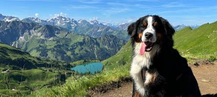 wandern mit dem hund: vier routen in den allgäuer bergen
