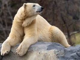 Biss mit verheerender Wirkung: Wildes Spiel kostet Eisbär in Zoo von Calgary das Leben