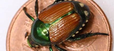 südwesten will ausbreitung von japankäfer blockieren