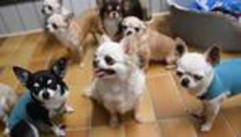hunde-angriff: dobermann beißt chihuahua tot