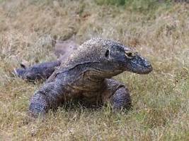 Zum Zerreißen großer Beute: Eisenschicht macht Zähne von Komodowaranen fest