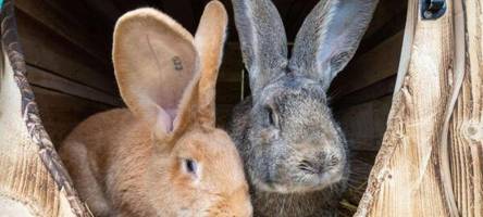 kaninchen verschwunden - tierschützerin kritisiert halter