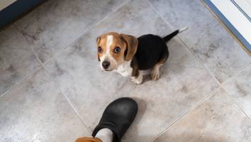 anderes verhalten - neue studie: hunde erkennen und reagieren auf menschlichen stress