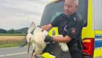 Tiere: Polizei rettet verletzten Storch von Straßenrand