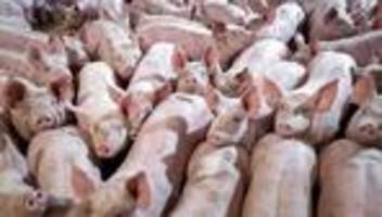Tierhaltung: Thüringen bereitet Kennzeichnung von Schweinefleisch vor