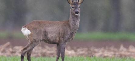 Rehe erschossen: Ermittlungen wegen Jagdwilderei