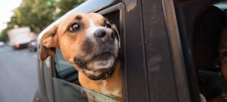 Was Sie beim Urlaub mit Hund nicht vergessen sollten