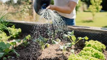 Harken, Gießen, Rasenmähen - So schützen Sie Ihren Garten vor dem Hitzekollaps