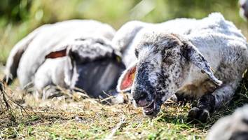 Endemische Virusinfektion aus Afrika - Wie gefährlich ist die Blauzungenkrankheit und was steckt dahinter?