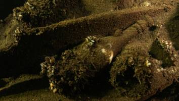 ostsee-schiff - "mehr als 100 flaschen champagner": taucher entdecken wrack voller schätze