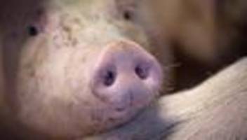 Tierhaltung: Landwirte müssen Schweine für Fleischkennzeichnungen melden