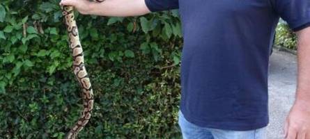 Hund findet exotische Riesenschlange in Kärnten