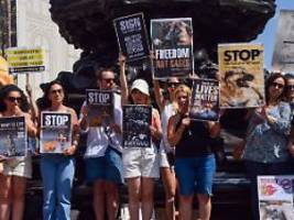 opposition befürchtet massaker: türkei will kranke und aggressive straßenhunde töten