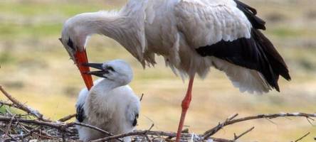 nabu erwartet erneut mehr weißstorchpaare in hessen