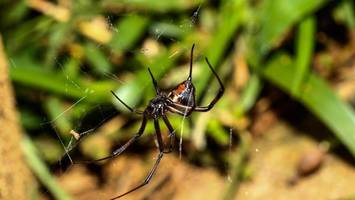 Giftspinnenalarm auf Frachtschiff in Bremerhaven
