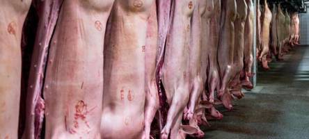 Wieder mehr Schweine geschlachtet