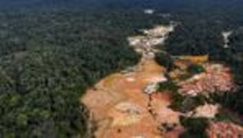 brasilien: abholzung im amazonas-regenwald nimmt erstmals seit 15 monaten zu