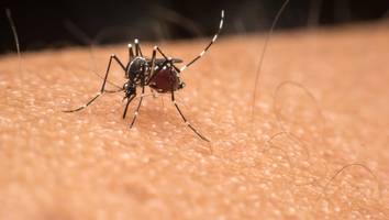 tropenkrankheit breitet sich aus - west-nil-virus: ist deutschland ein risikogebiet?