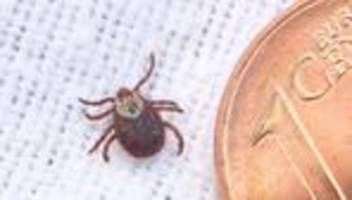 zeckenbisse: steigenden infektionszahlen durch zeckenbisse in sachsen